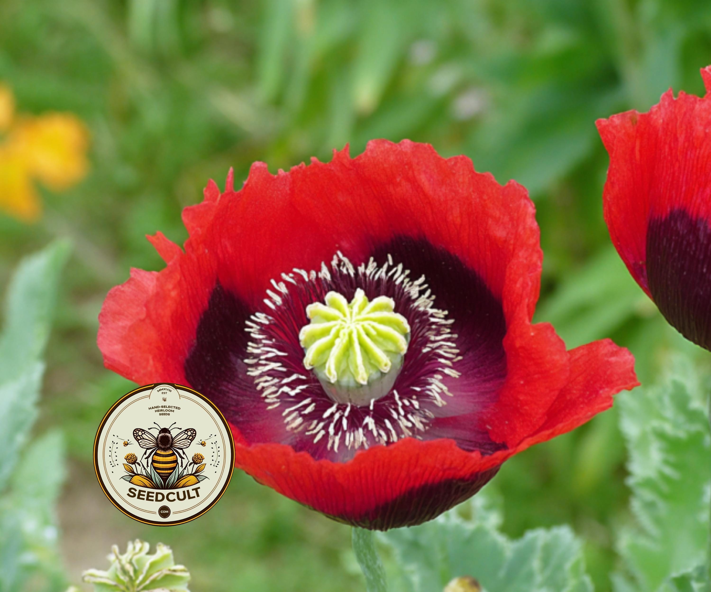 TURKISH RED POPPY – SeedCult