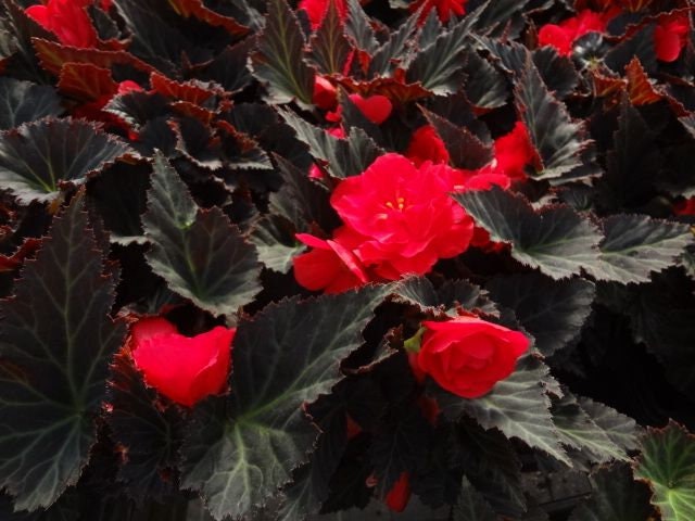 専用おまとめ　Begonia 5点 Non Stop Mocca Cherry Begonia Seeds, Black Foliage Begonia