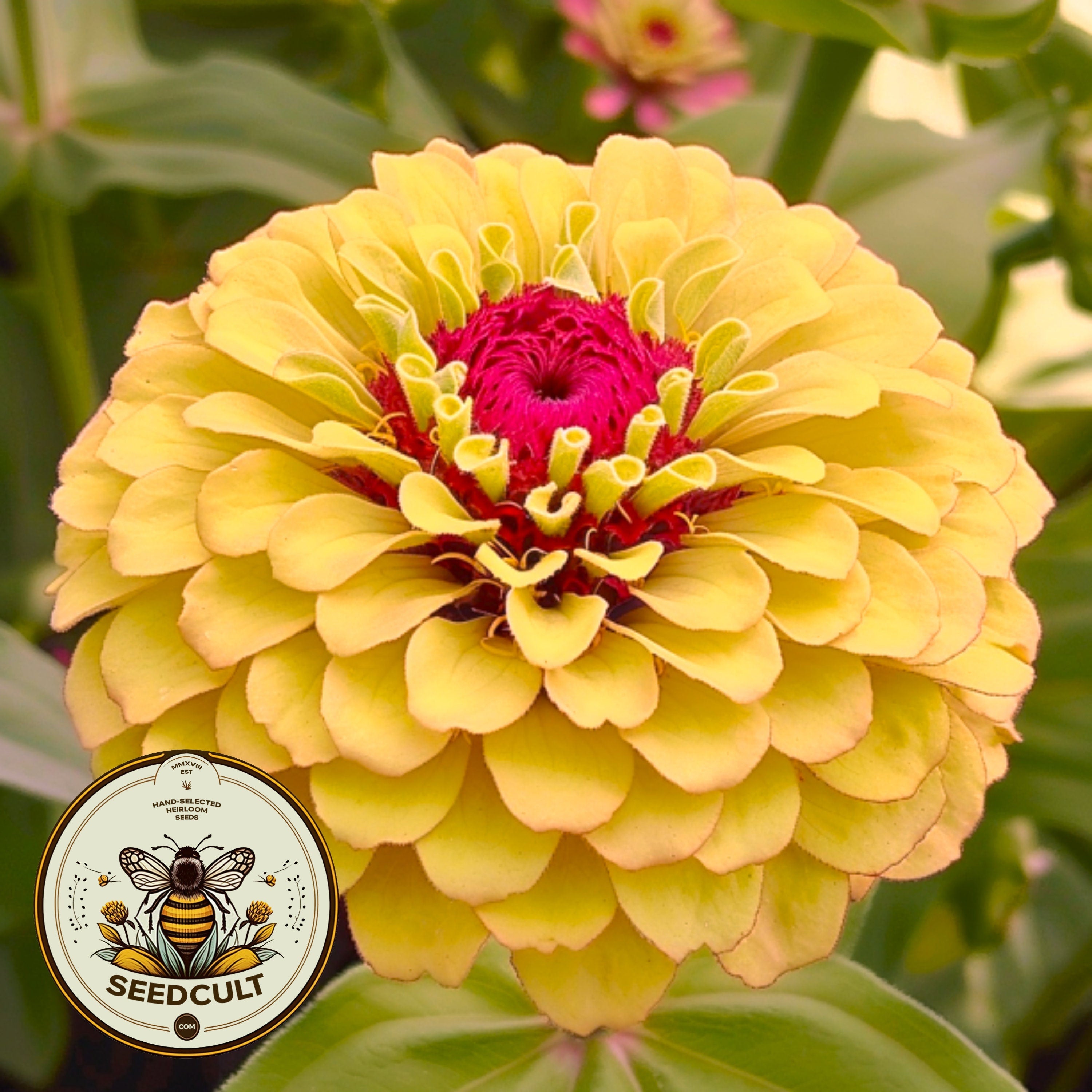 Queeny Lemon Peach Zinnia Seeds, Zinnia Elegans, Queen Series