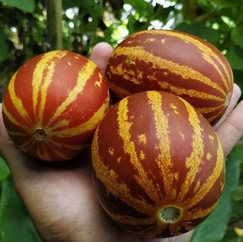 Rich Sweetness Tiny Melon Seeds, Cucumis Melo CU1220 – SeedCult