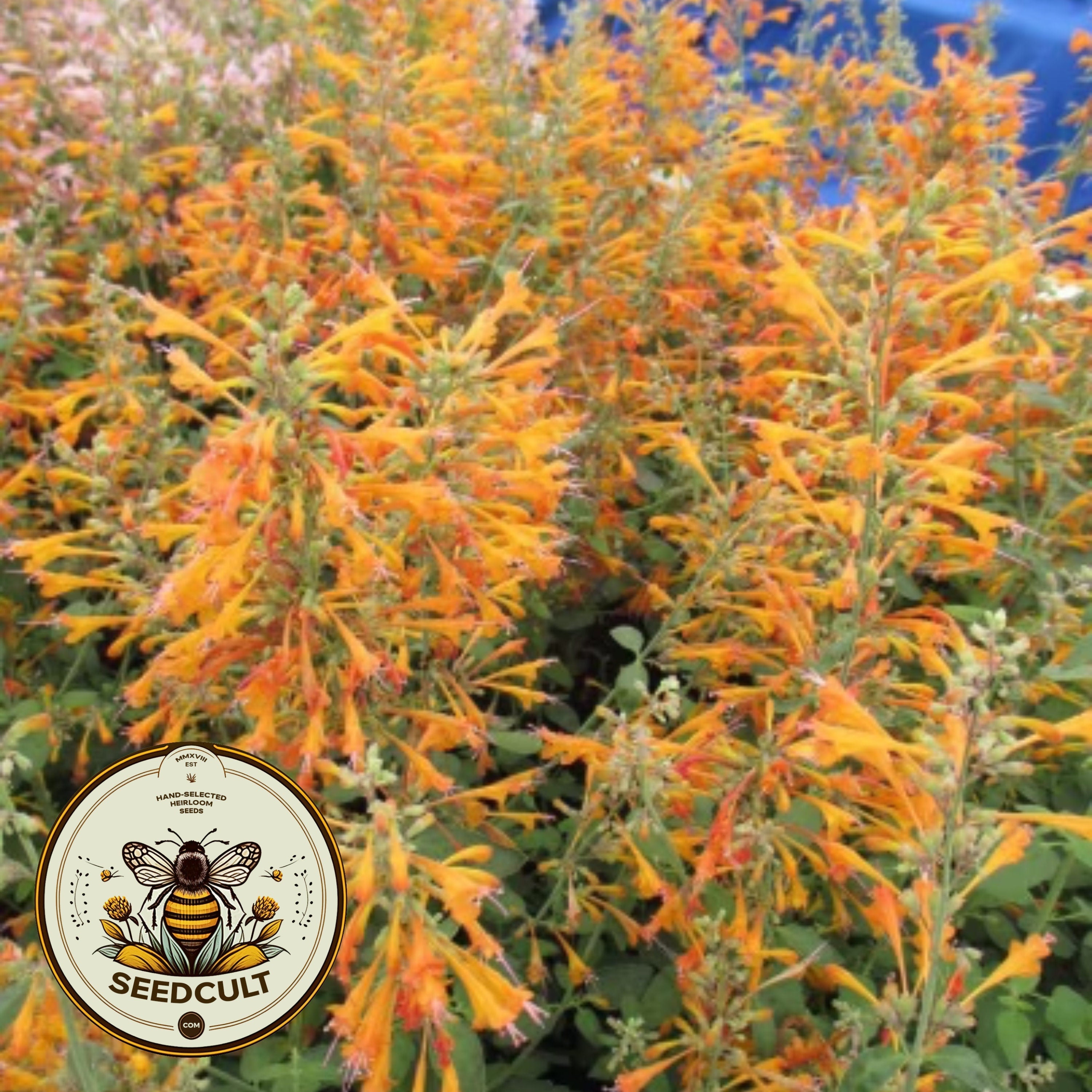 Peach Margarita Agastache Seeds, Agastache Aurantiaca AG0325