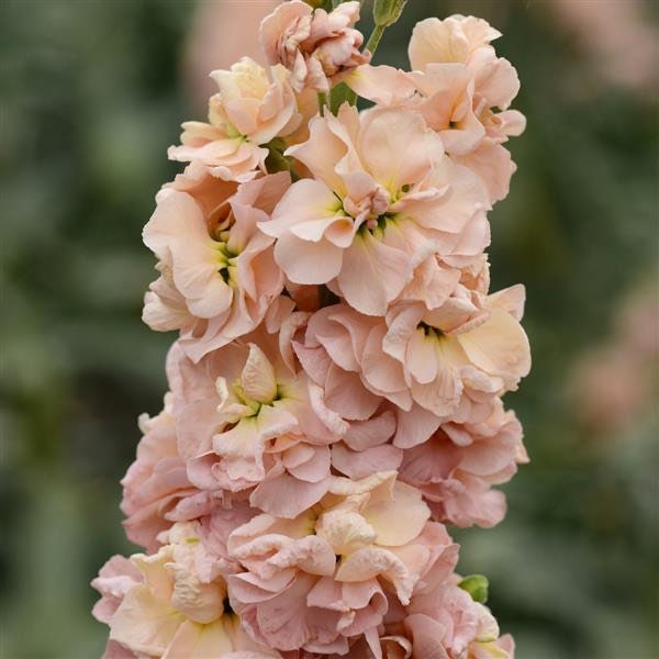 50 Apricot Column Stock Seeds, Highly fragrant Column Stock