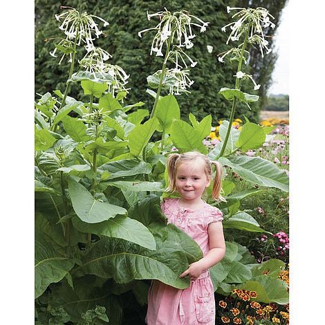 best tobacco to grow for pipes 500 Giant Ghost Pipes Night, Huge Blooming Fragrant Jasmine Tobacco Se –  SeedCult