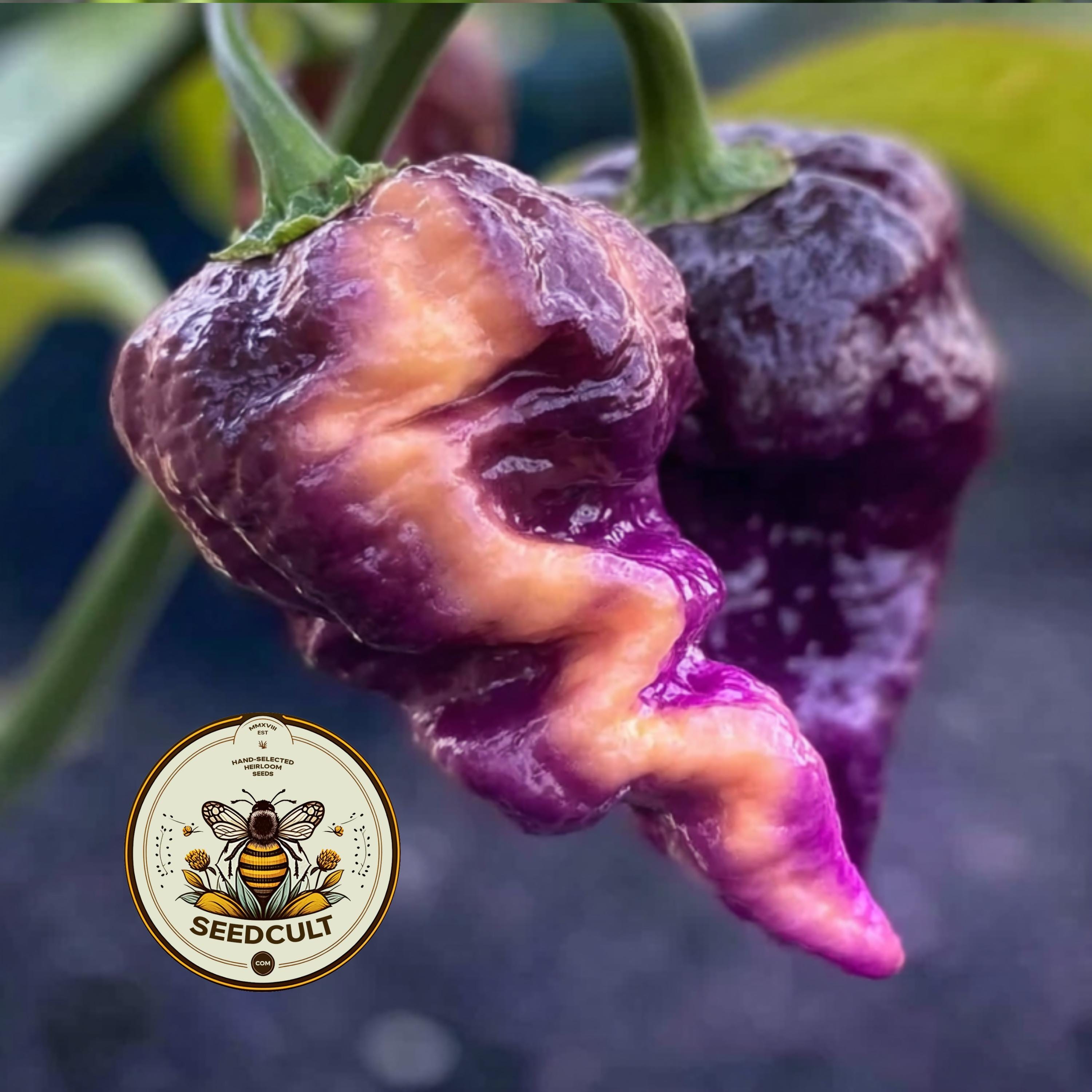 THOR'S THUNDERBOLT HOT PEPPER – SeedCult