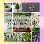 Culinary Herb Seed Collection in Gift Box, Sampler Gift, 11 Individual Packs, 01CB11