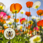 Iceland Poppy Seeds, Papaver Nudicaule, Red, Orange, Pink, Rose, Yellow, White, Bi-color, Perennial/Annual, Fall Planting PN802CR