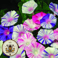 Harlequin Mix Morning Glory Seeds, Ipomoea Nil IP1925