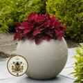 NEW! Sweet Paprika Coleus Seeds, Premium Sun, Indoor, Outdoor, Coleus for Sun or Shade Plant CC1810P