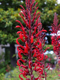 Devil’s Tobacco Seeds, Rare Cardinal Flower Variant, Lobelia Tupa LO2325