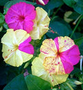 Broken Color Four O‚ÄòClock Seeds, Mutabilis Jalapa MU2225