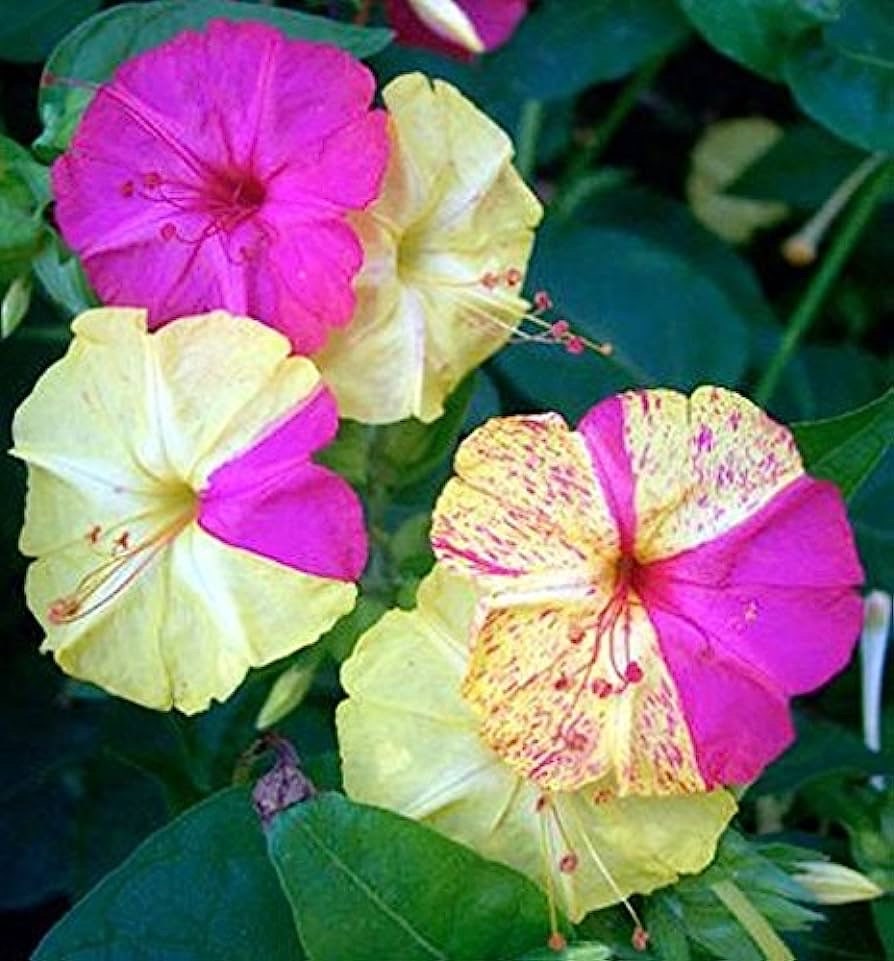 Broken Color Four O‚ÄòClock Seeds, Mutabilis Jalapa MU2225