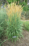 Indian Grass Seeds, US Native, Sorgastrum Nutans, SO2050