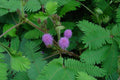 Native Sunshine Mimosa Seeds, Lawn Substitute, Sensitive Plant , Mimosa Strigillosa,Pink Powderpuff, Shy Plant ,Ground Cover MP0225