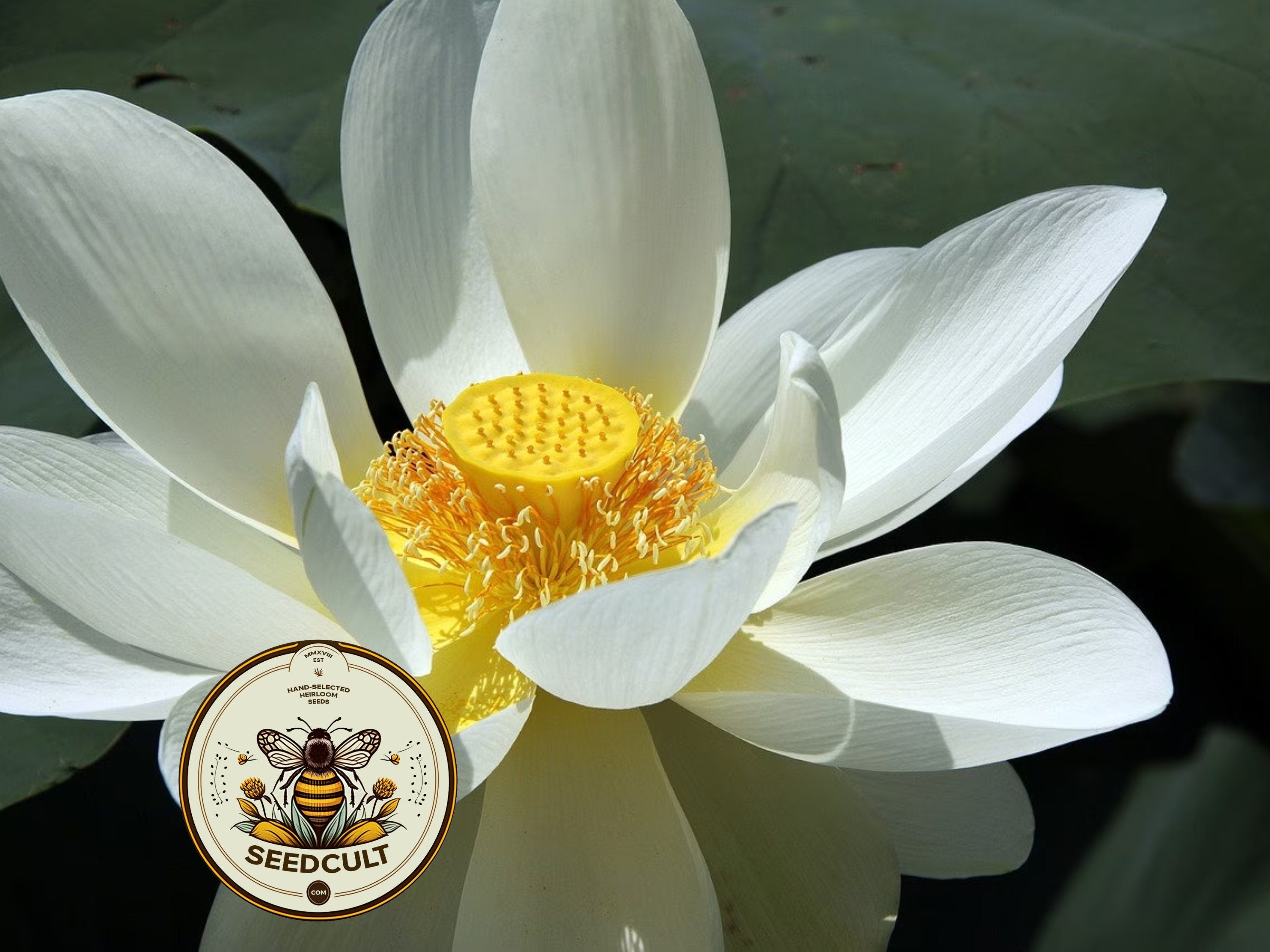 White Sacred Lotus Bonsai Seeds, Nelumbo Nucifera, For growing in Pond or Water Bowl NE8206