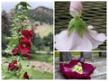 Mixed Color Hollyhock Seeds, Alcea Rosea AL8025