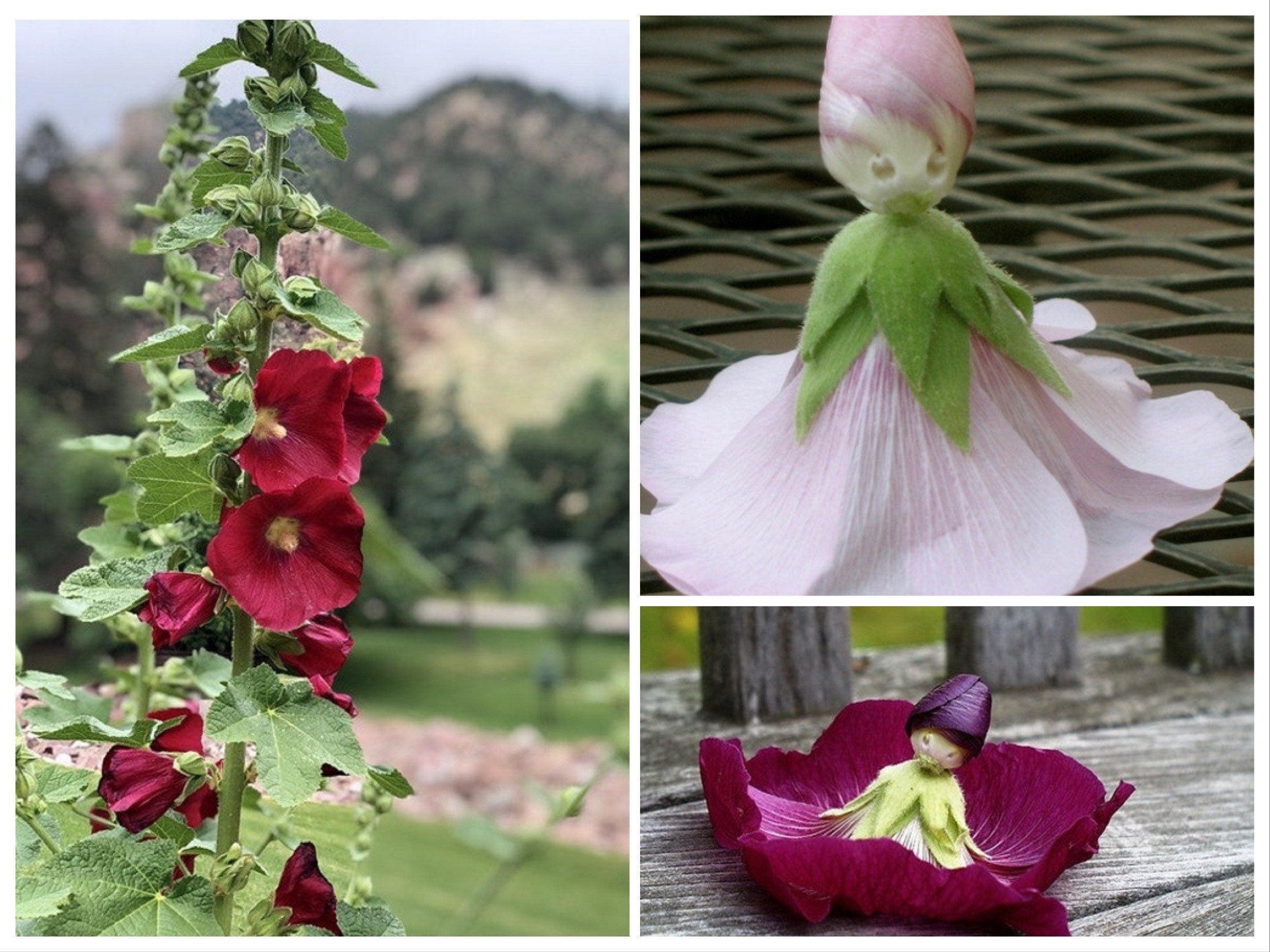 Mixed Color Hollyhock Seeds, Alcea Rosea AL8025