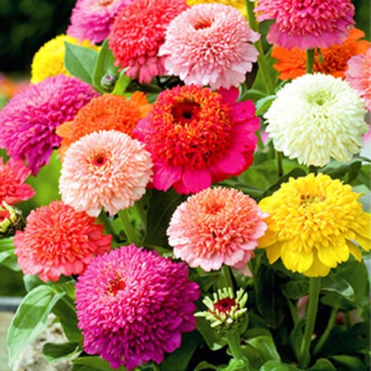 Cupcake Mix Zinnia Seeds, Organic Zinnia Elegans ZE0325