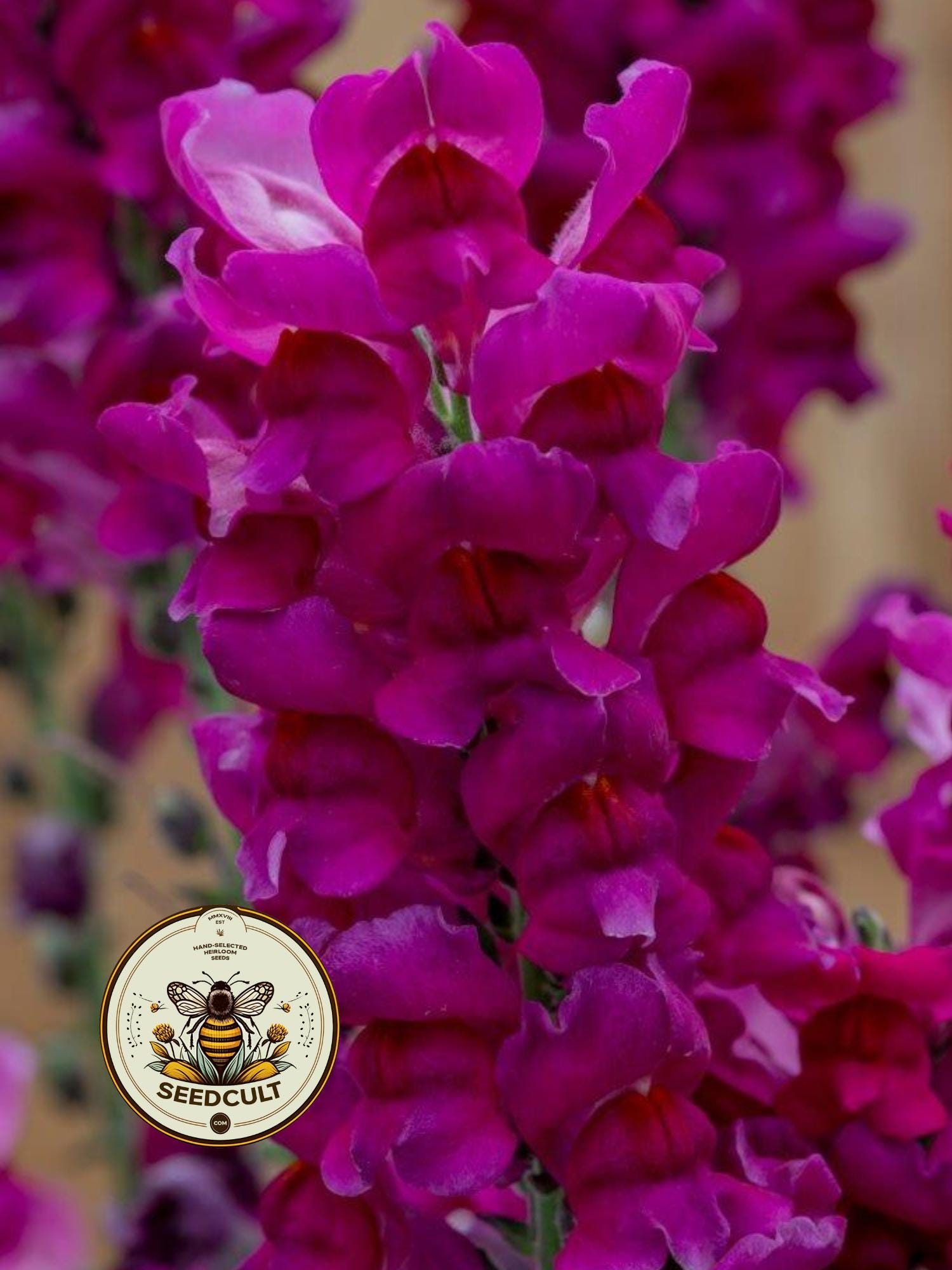 NEW! Speedy Sonnet Purple Snapdragon Seeds, Antirrhinum Majus AN5525P