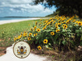 Florida East Coast Beach Sunflower Seeds, PLEASE READ DESCRIPTION! Dune Sunflower, Helianthus Debilis East Coast HD0125