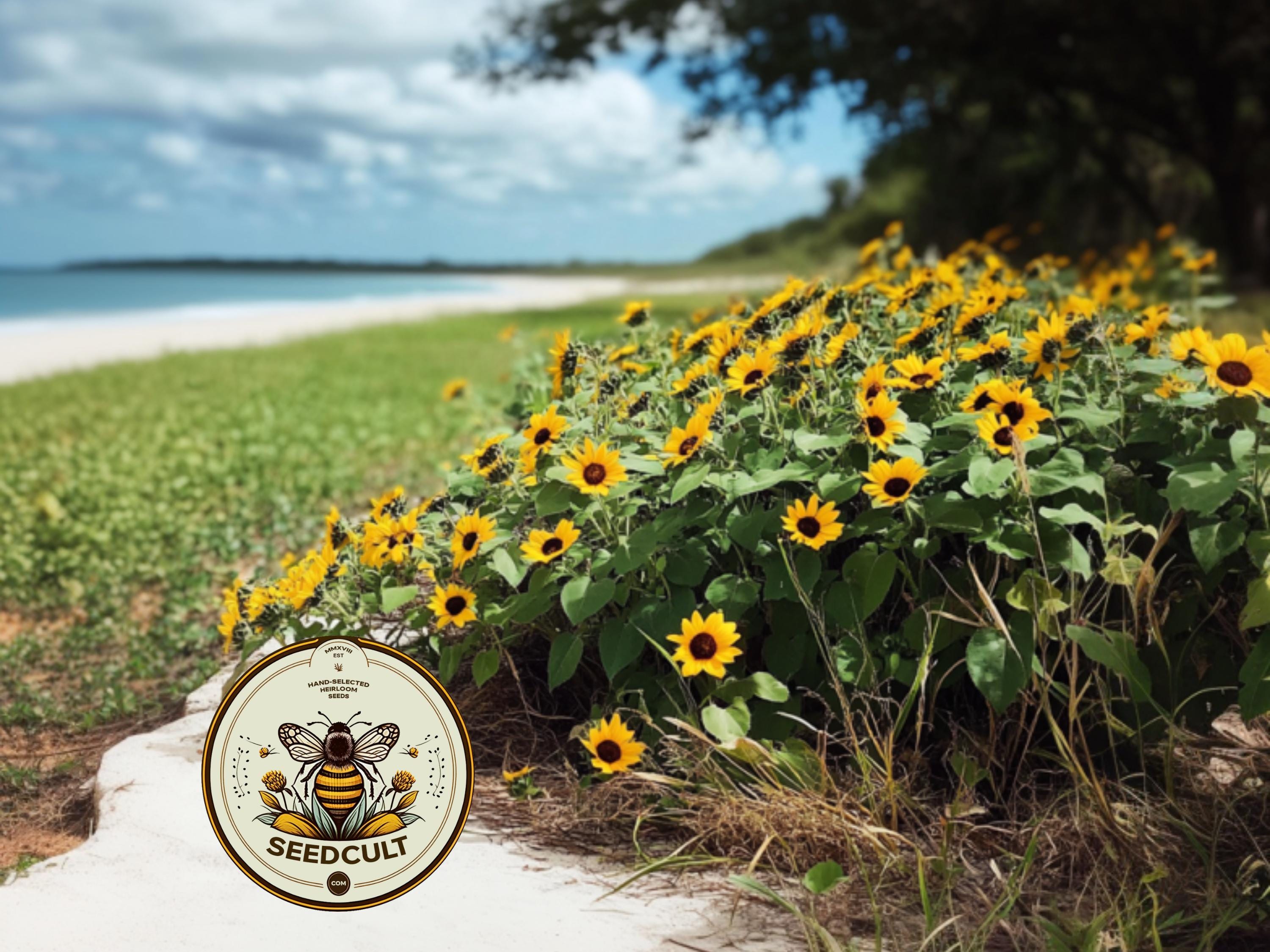 Florida East Coast Beach Sunflower Seeds, PLEASE READ DESCRIPTION! Dune Sunflower, Helianthus Debilis East Coast HD0125