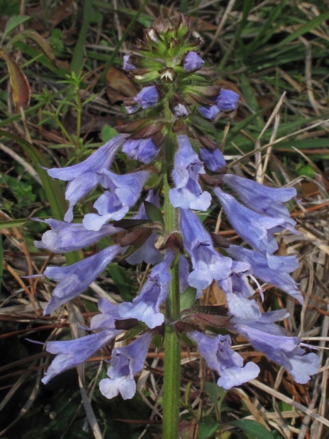 Lyre Leaf Sage Seeds, US Native Wildflower, Southeast, Salvia Lyrata SA1025