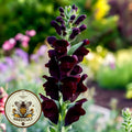 NEW! Black Prince Snapdragon Seeds, Antirrhinum Majus AN5425