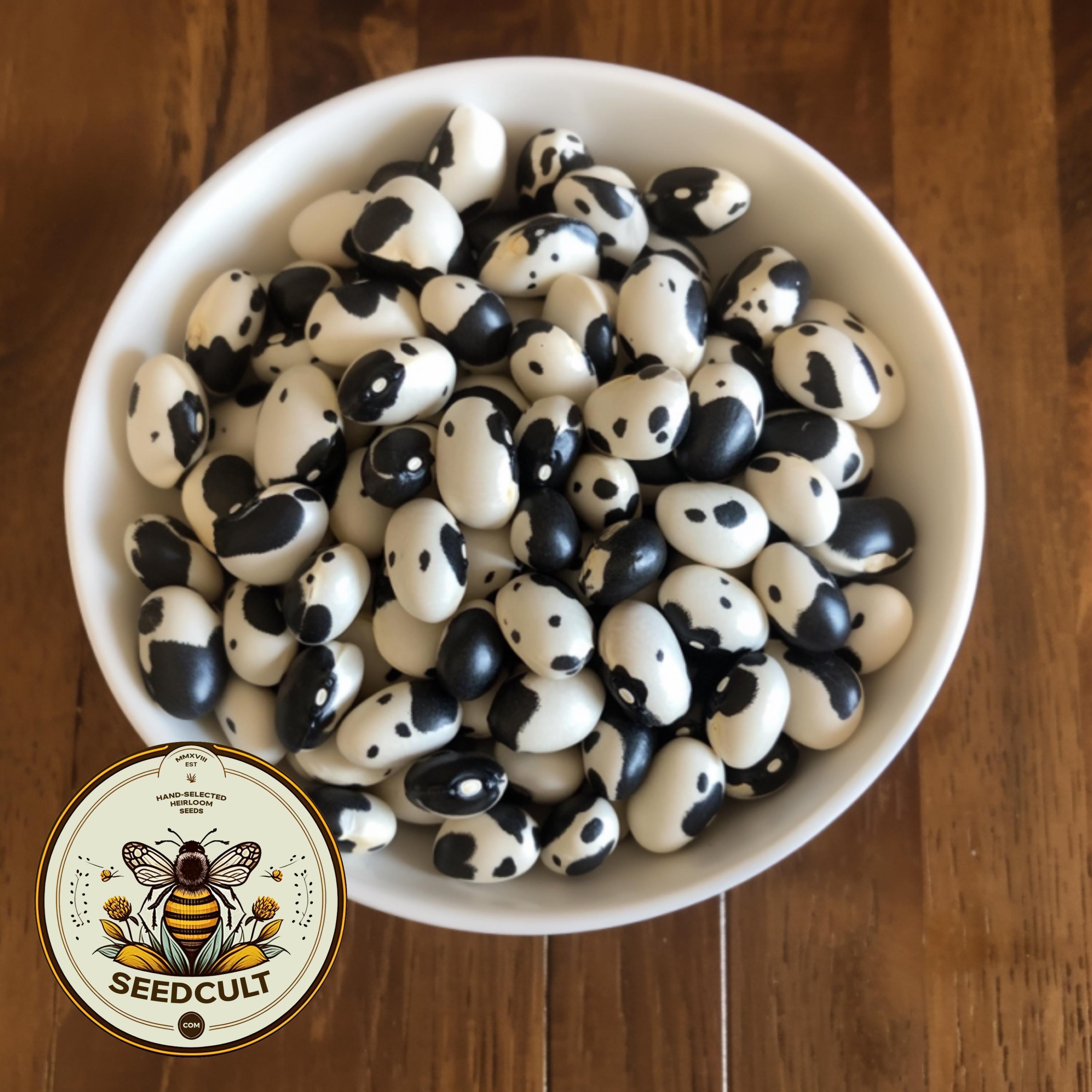 Orca Bean, Yin Yang Bean Seeds, Phaseolus Vulgaris, PV0925
