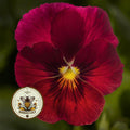 NEW! Penny Pro Red Viola, Viola Cornuta, VL4425