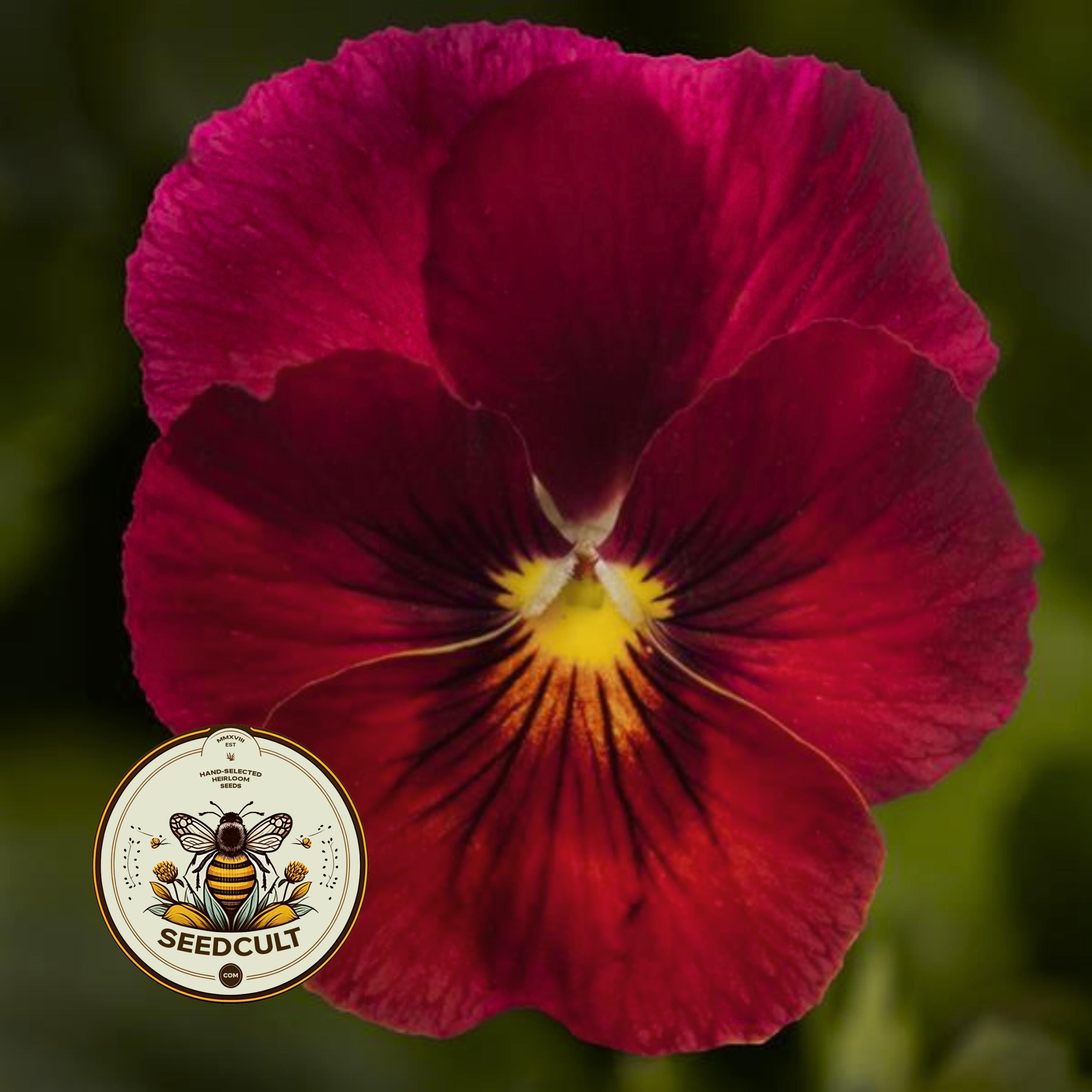 NEW! Penny Pro Red Viola, Viola Cornuta, VL4425