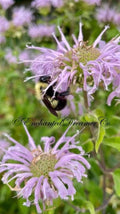 Bulk Wild Bergamot Medicinal Plant Seeds, Organic Monarda Fistulosa, Bee Balm, Herb, Purple Flowers MO011C