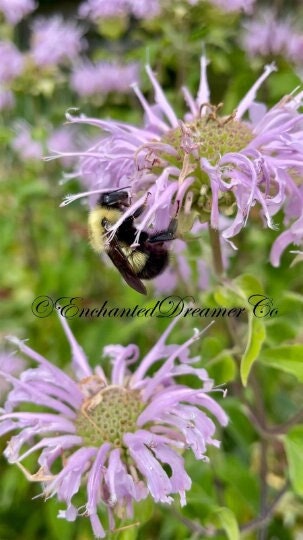 Bulk Wild Bergamot Medicinal Plant Seeds, Organic Monarda Fistulosa, Bee Balm, Herb, Purple Flowers MO011C