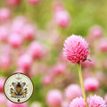 Raspberry Cream Gomphrena Seeds, Globe Amaranth GO0720