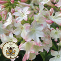 Starmaker Appleblossom Jasmine Tobacco Seeds, PELLETED for easy sowing Moonlight Flowering Tobacco, Nicotiana Alata, NI2520P