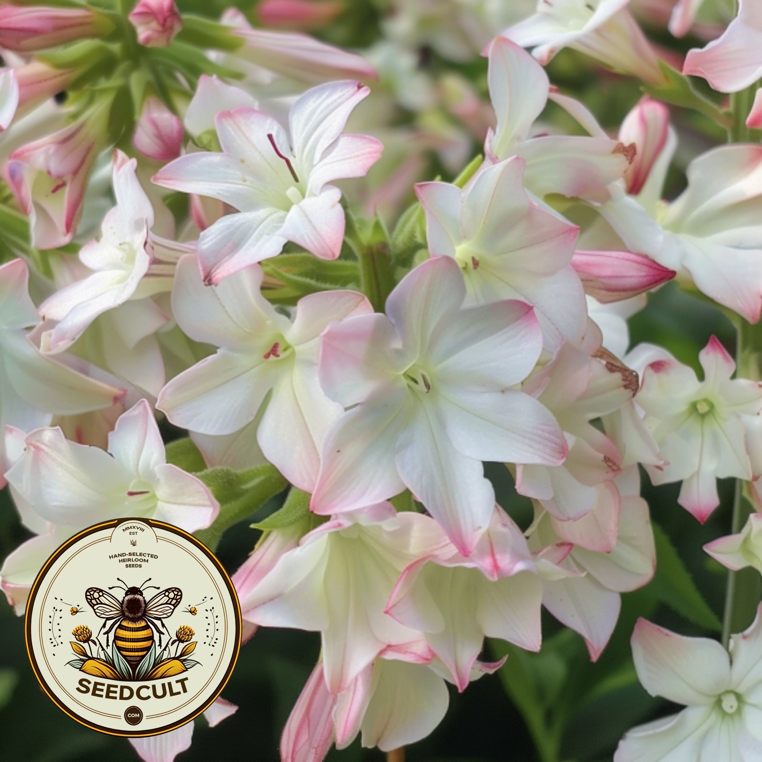 Starmaker Appleblossom Jasmine Tobacco Seeds, PELLETED for easy sowing Moonlight Flowering Tobacco, Nicotiana Alata, NI2520P