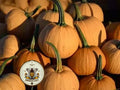 10 Seminole Pumpkin Seeds, Cucurbita Moschata, CB0810