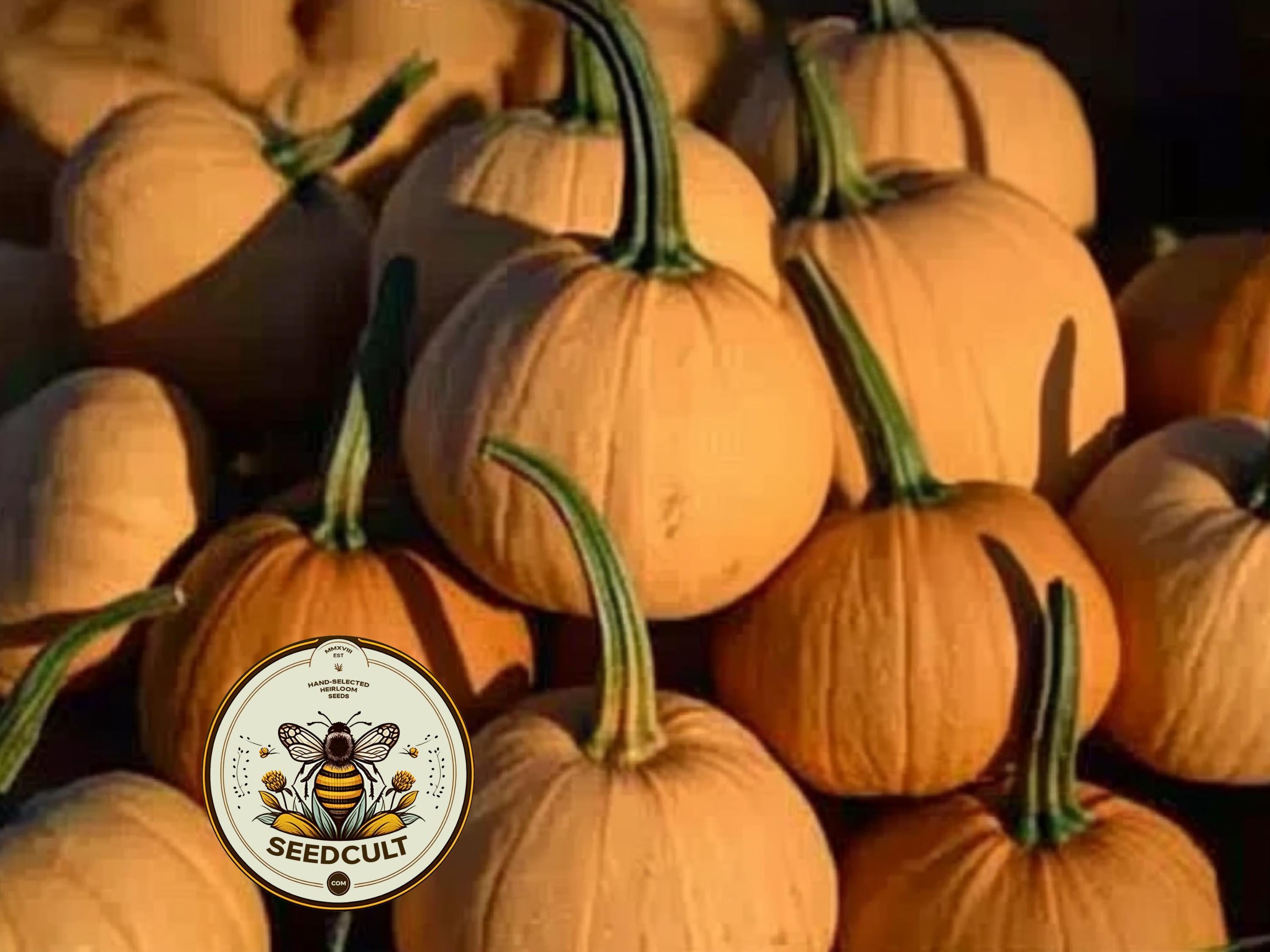 10 Seminole Pumpkin Seeds, Cucurbita Moschata, CB0810