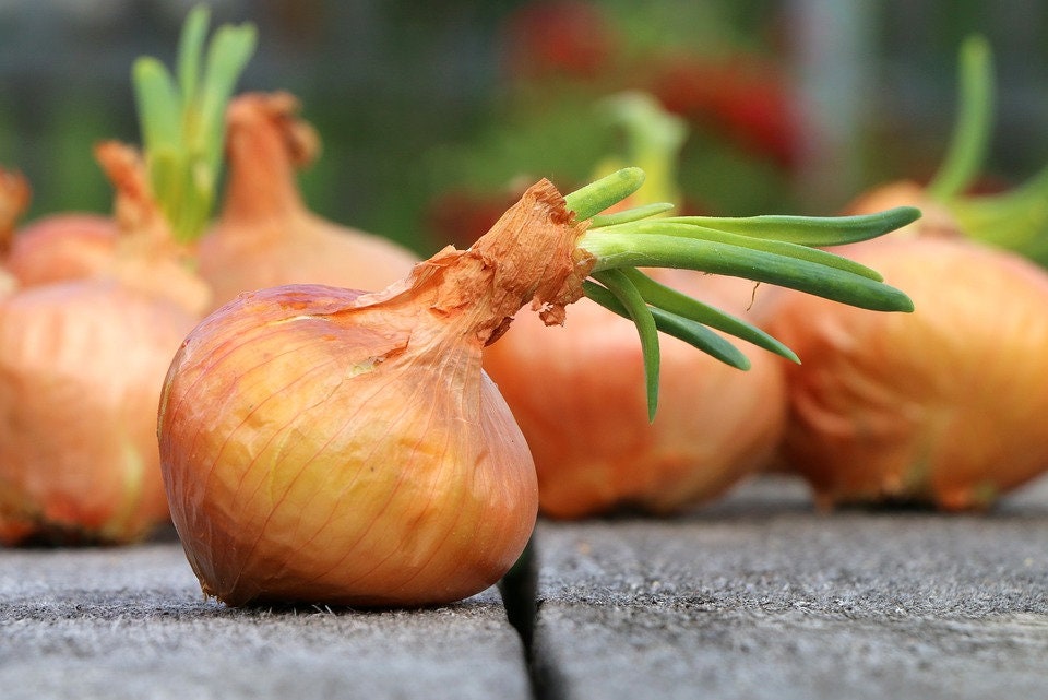 Bulk Organic Vidalia Sweet Onion Seeds, Short Day, Yellow Granax Hybrid, Allium Cepa AL421C