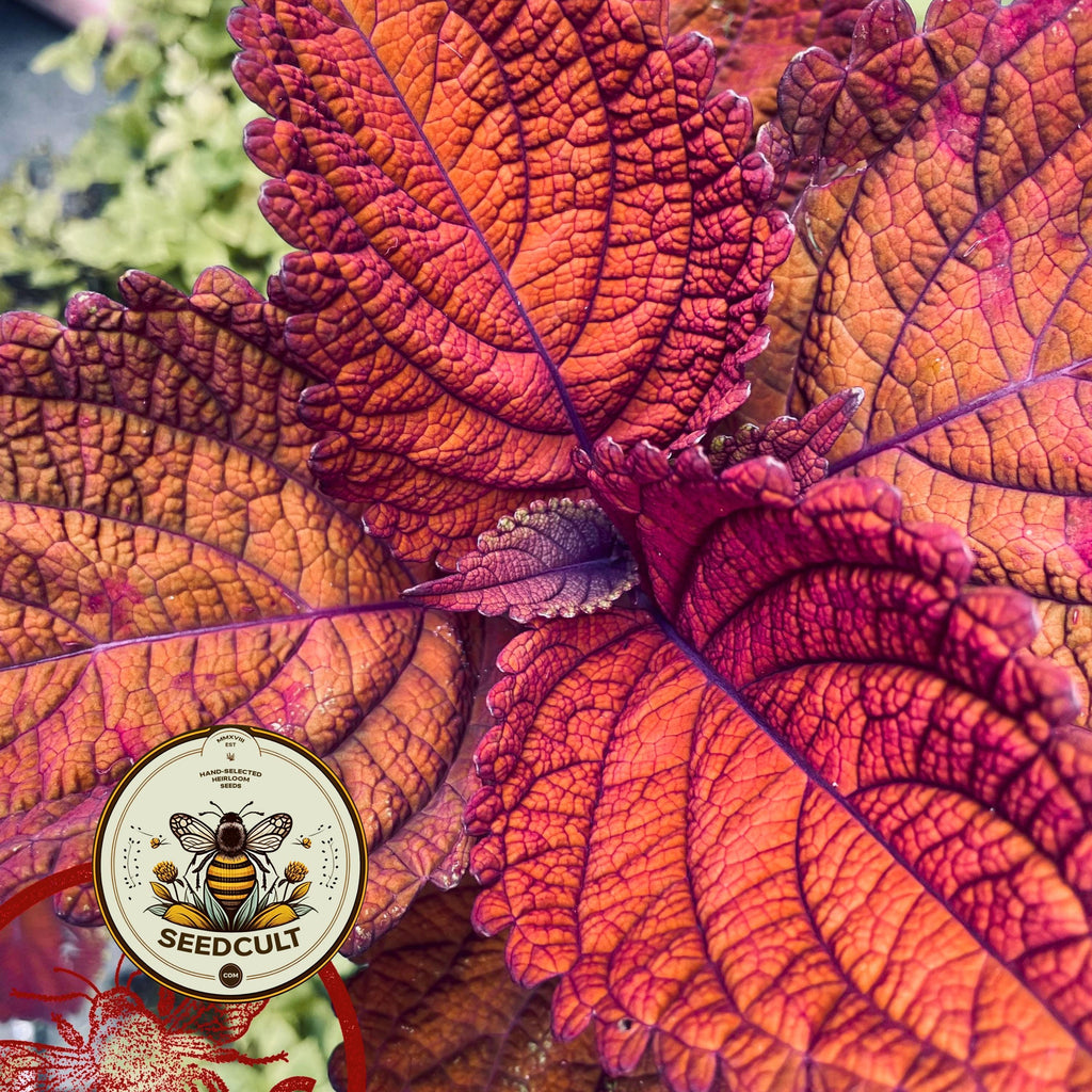Rainbow Volcano Coleus Seeds, Super Rainbow Volcano, Indoor, Coleus for Sun or Shade Plant CC1120P