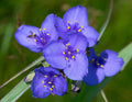Ohio Spiderwort Seeds, Native Wildflowers, Tradescantia Ohiensis TD0150