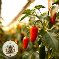 Orange Spice Jalape√±o Seeds, Organic Hot Peppers, Jalapeno, Capsicum Annuum CH2910