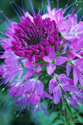 Native Rocky Mountain Bee Plant Seeds, Wild Native Cleome Wildflower, Cleome Serrulata CL2050