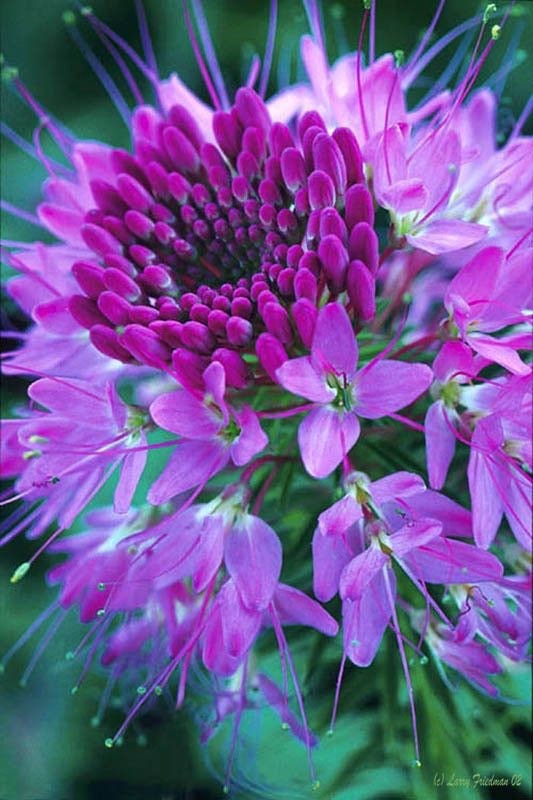 Native Rocky Mountain Bee Plant Seeds, Wild Native Cleome Wildflower, Cleome Serrulata CL2050