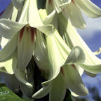 Giant Himalayan Lily Seeds, Largest known Lily species, Cardiocrinum Giganteum CI9020
