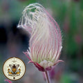 Prairie Smoke Seeds Geum Triflorum GM0120