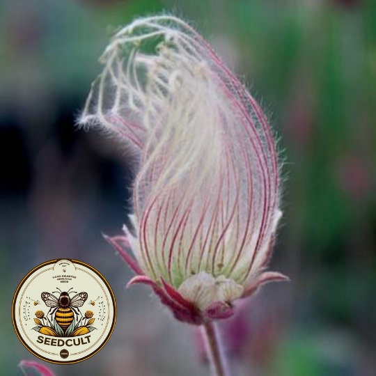 Prairie Smoke Seeds Geum Triflorum GM0120