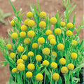 Pineapple Flower Seeds, Cephalophora Aromatica Pineapples, CP8025