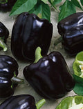 Midnight Dreams Bell Pepper Seeds, Black Sweet Peppers, Capsicum Annuum CS1120