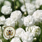 Marshmallow Yarrow Seeds, Achillea Ptarmica, Soft Fluffy Blooms, AC0425P