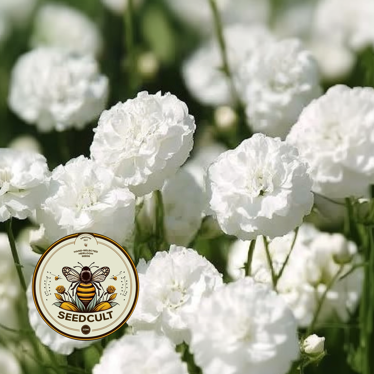 Marshmallow Yarrow Seeds, Achillea Ptarmica, Soft Fluffy Blooms, AC0425P