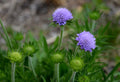 Field Scabious Seeds, Pin-cushion flowers, Knautia Arvensis KN2220